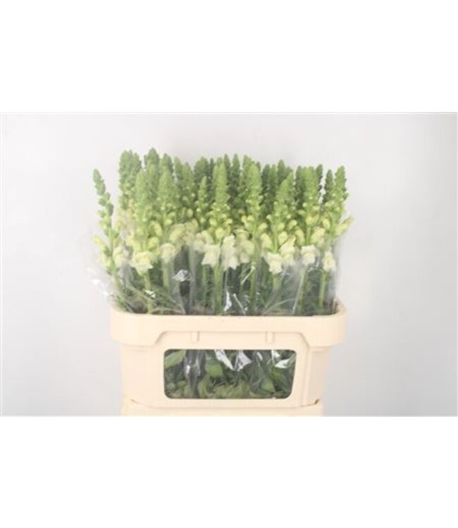 Antirrhinum Nl. White Ivory Potomac ( x 10 )
