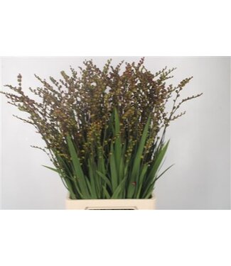Florimo Fresh Flowers Crocosmia Bes Fire King ( x 10 ) Florimo Fresh Flowers Crocosmia Bes Fire King ( x 10 )