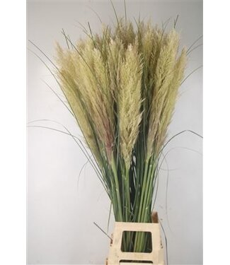 Florimo Fresh Flowers Cortaderia Se Evita X50 ( x 50 )