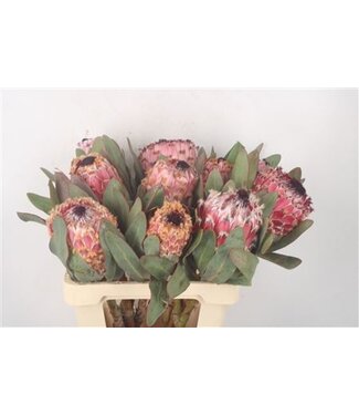 Florimo Fresh Flowers Verse Protea Cynaroides Barbigera | Lengte 60 centimeter | Rood | Per 5 bloemen