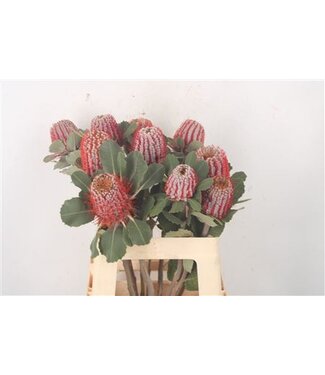 Florimo Fresh Flowers Banksia Coccinea ( x 10 ) Florimo Fresh Flowers Banksia Coccinea ( x 10 )