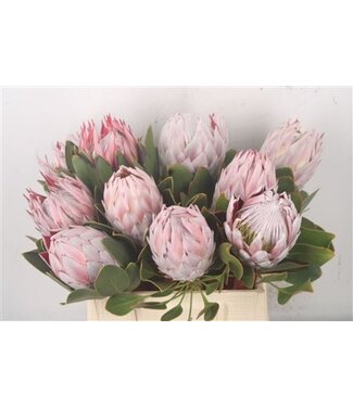 Florimo Fresh Flowers Protea Cynaroides M ( x 5 ) Florimo Fresh Flowers Protea Cynaroides M ( x 5 )