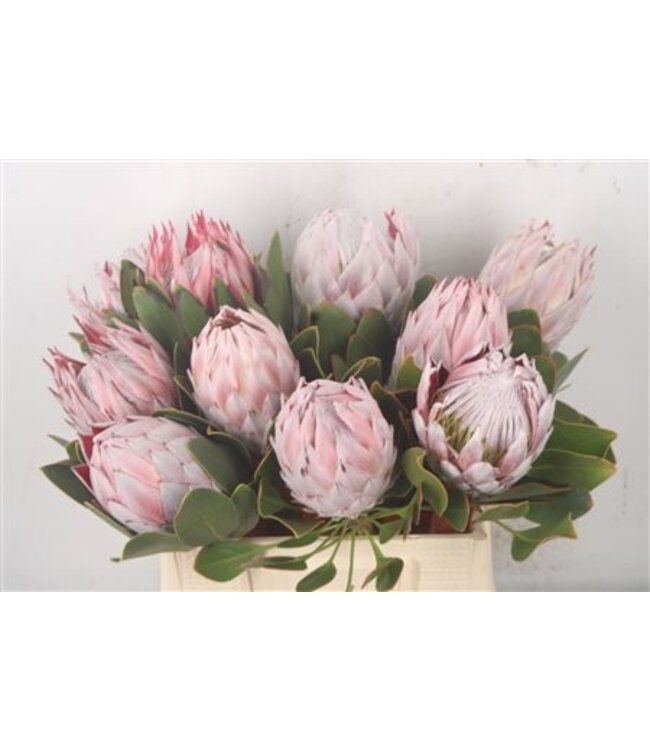 Protea Cynaroides M ( x 5 )