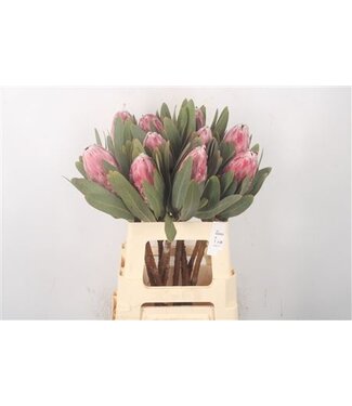 Florimo Fresh Flowers Protea Pink Lady ( x 5 ) Florimo Fresh Flowers Protea Pink Lady ( x 5 )