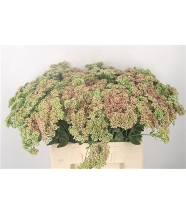 Sedum Spectabile ( x 5 )