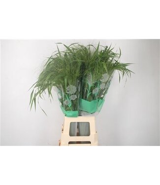 Florimo Fresh Flowers Siergras Panicum Fountain ( x 50 )