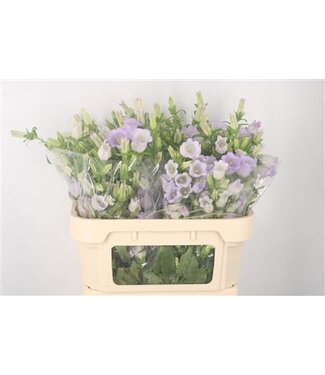 Florimo Fresh Flowers Campanula Med Champ Lavendel ( x 10 )