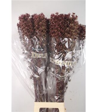 Florimo Fresh Flowers Eucomis Sp Burgundy ( x 5 ) Florimo Fresh Flowers Eucomis Sp Burgundy ( x 5 )