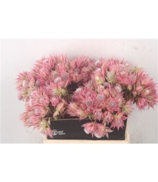 Florimo Fresh Flowers Serruria Ay Pre Pink ( x 10 )