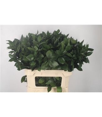 Florimo Fresh Flowers Ruscus Hypophyllum ( x 50 )