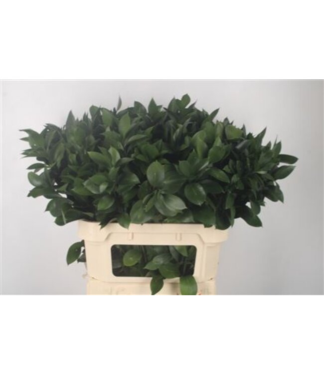 Ruscus Hypophyllum ( x 50 )