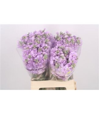 Florimo Fresh Flowers Matth Katz Lavendel ( x 10 )