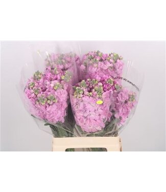 Florimo Fresh Flowers Matth Katz Pink ( x 10 )