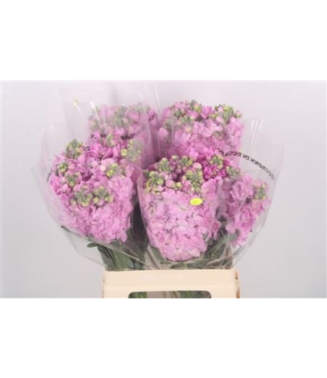 Matth Katz Pink ( x 10 )
