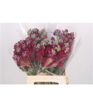 Florimo Fresh Flowers Matth Katz Red ( x 10 )