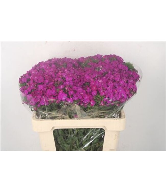 Paarse Dianthus Barbatus of Duizendschoon | Lengte 55 centimeter | Amazone Neon Purple | Per 10 verse bloemen te bestellen