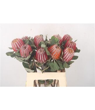 Florimo Fresh Flowers Banksia Coccinea ( x 10 ) Florimo Fresh Flowers Banksia Coccinea ( x 10 )