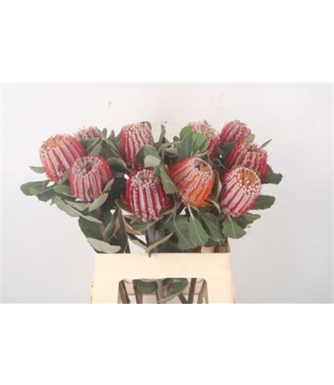 Banksia Coccinea ( x 10 )