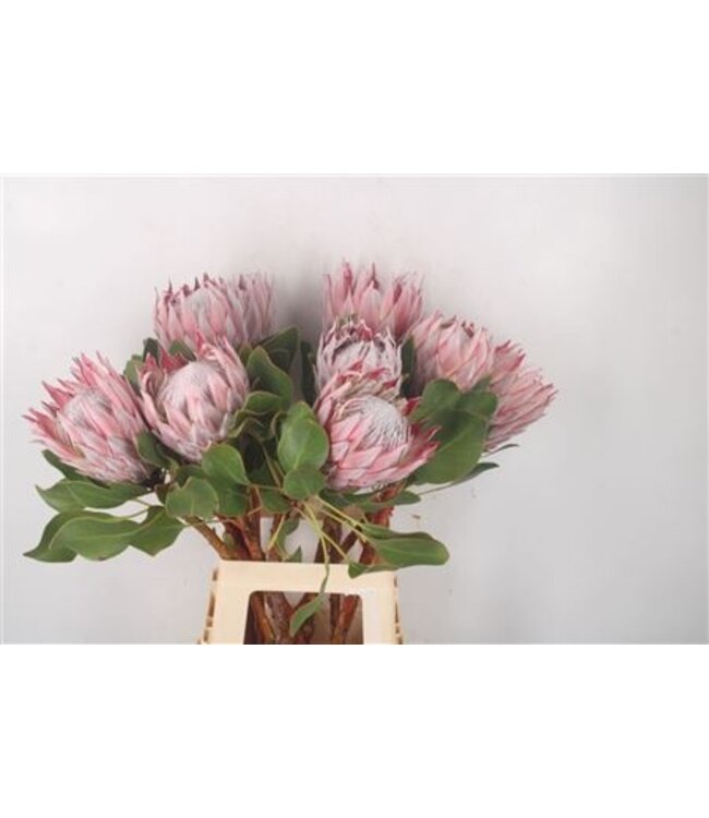 Protea Cynaroides M ( x 5 )
