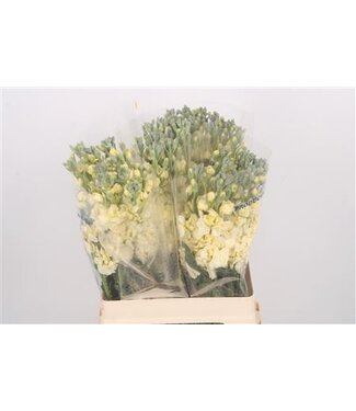 Florimo Fresh Flowers Matth Katz Yellow ( x 10 ) Florimo Fresh Flowers Matth Katz Yellow ( x 10 )