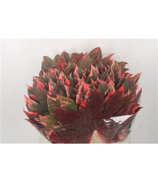 Florimo Fresh Flowers Aralia Red Per Tak ( x 10 ) Florimo Fresh Flowers Aralia Red Per Tak ( x 10 )