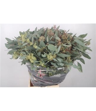 Florimo Fresh Flowers Fresh Eucalyptus Populus Berry branches Super | Length 65 centimeters | 300 grams per bunch | Per 5 bunches Florimo Fresh Flowers Fresh Eucalyptus Populus Berry branches Super | Length 65 centimeters | 300 grams per bunch | Per 5 bunches
