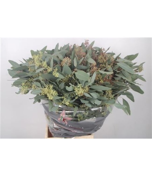 Frische Eukalyptus Populus Beerenzweige Super | Länge 65 Zentimeter | 300 Gramm pro Bund | Pro 5 Bunde zu bestellen