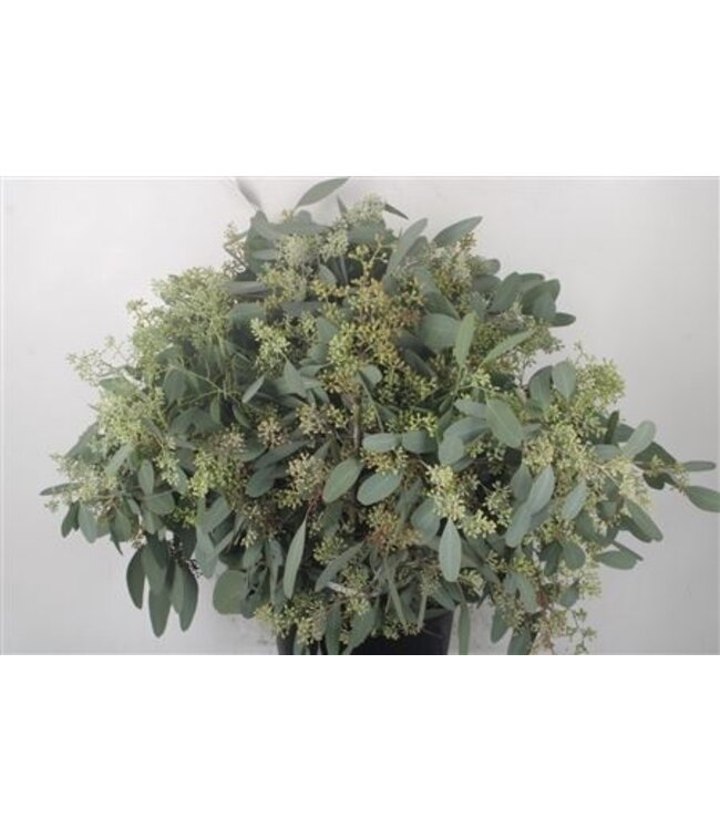 Verse Eucalyptus Populus Berry takken Super | Lengte 65 centimeter | 300 gram per bos | Per 10 bossen te bestellen