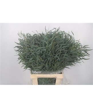 Florimo Fresh Flowers Fresh Eucalyptus Nicholii branches Extra | Length 70 centimeters | 300 grams per bunch | Per 10 bunches Florimo Fresh Flowers Fresh Eucalyptus Nicholii branches Extra | Length 70 centimeters | 300 grams per bunch | Per 10 bunches