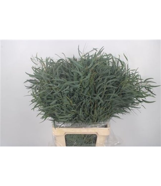 Verse Eucalyptus Nicholii takken Extra | Lengte 70 centimeter | 300 gram per bos | Per 10 bossen te bestellen