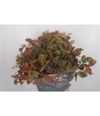 Florimo Fresh Flowers Euca Populus Berry V Autumn Per Bunch ( x 5 ) Florimo Fresh Flowers Euca Populus Berry V Autumn Per Bunch ( x 5 )