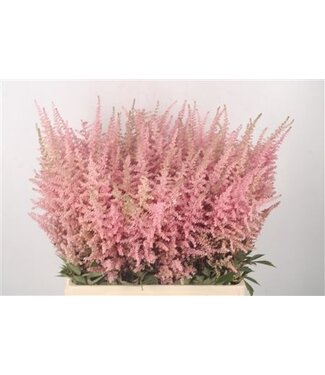 Florimo Fresh Flowers Verse roze Astilbe bloemen | Lengte 70 centimeter | Erika Pink | Per 10 bloemen