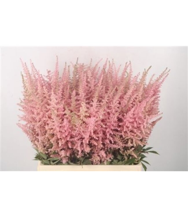 Frische rosa Astilbe Blumen | Länge 70 Zentimeter | Erika Pink | Pro 10 Blumen bestellbar