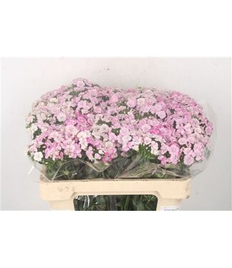 Florimo Fresh Flowers Rosa Dianthus Barbatus oder Bartnelke | Länge 55 Zentimeter | Amazone Neon Purple | Pro 10 frische Blumen