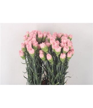 Florimo Fresh Flowers Rosa Dianthus oder Nelken | Länge 70 Zentimeter | Dianthus Marvellous | Pro 20 frische Blumen