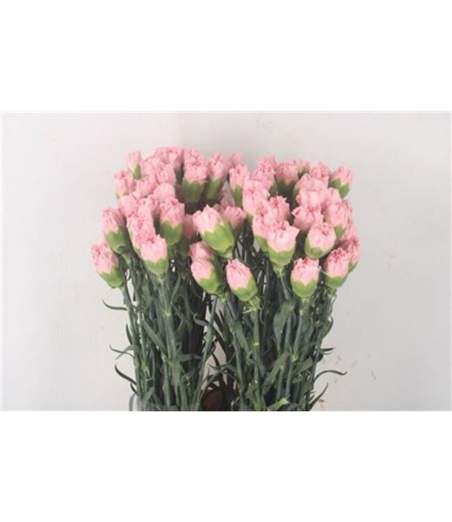 Rosa Dianthus oder Nelken | Länge 70 Zentimeter | Dianthus Marvellous | Pro 20 frische Blumen zu bestellen