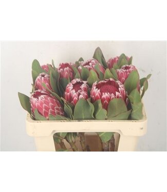 Florimo Fresh Flowers Protea Empress ( x 5 )