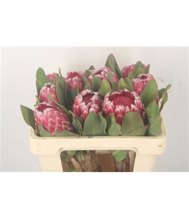 Protea Empress ( x 5 )