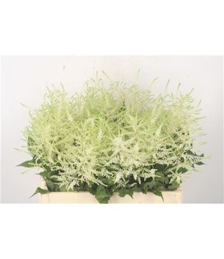 Florimo Fresh Flowers Fresh white Astilbe flowers | Length 60 centimeters | Washington White | Per 10 flowers Florimo Fresh Flowers Fresh white Astilbe flowers | Length 60 centimeters | Washington White | Per 10 flowers