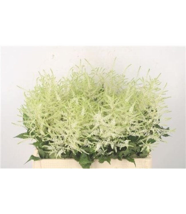 Verse witte Astilbe bloemen | Lengte 60 centimeter | Wasingthon White | Per 10 bloemen te bestellen
