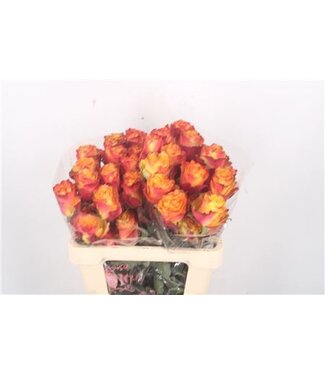 Florimo Fresh Flowers R Gr Ec Apple Jack ( x 25 )