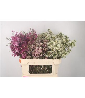 Florimo Fresh Flowers Chamelaucium Mixed ( x 25 )