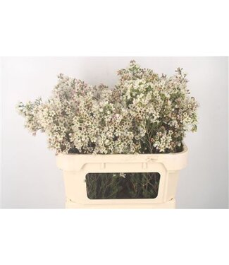 Florimo Fresh Flowers Chamelaucium Me Sexy Ice ( x 25 )