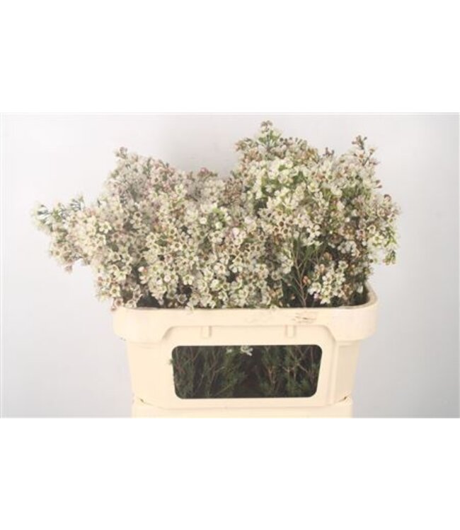 Chamelaucium Me Sexy Ice ( x 25 )