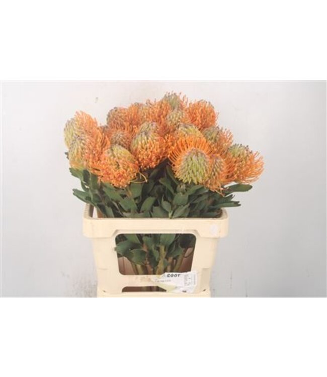 Leuco Co Soleil ( x 10 )