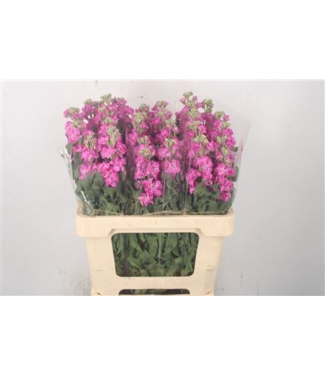 Matth Iron Hot Pink ( x 10 )