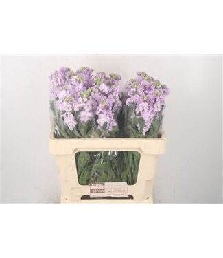 Florimo Fresh Flowers Matth Iron Lavendel ( x 10 )