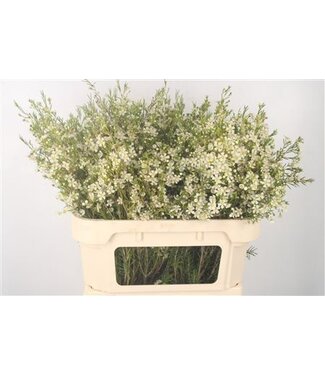 Florimo Fresh Flowers Chamelaucium Un Ofir ( x 25 )