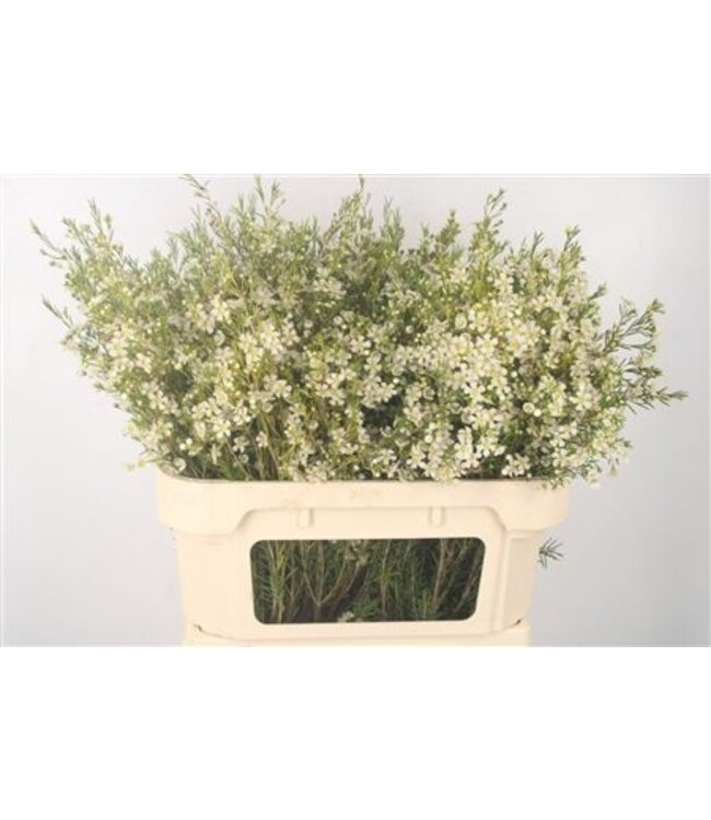 Chamelaucium Un Ofir ( x 25 )