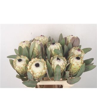 Florimo Fresh Flowers Protea M Ice Queen ( x 5 )